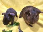 Adopt Milo and Wilbur a Guinea Pig