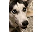 Adopt Brewster a Siberian Husky