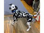 Adopt Pongo a Dalmatian