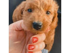 Mini Golden Doodle male