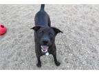 Adopt Max a Black Labrador Retriever