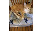 Adopt Mango 2 a Domestic Short Hair