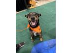 Adopt Ruger a Mixed Breed