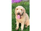 Adopt MIGHTY MOSES a Golden Retriever, Standard Poodle