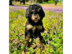 Mutt Puppy for sale in Norman, OK, USA