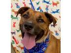 Adopt Buster #bundle-of-love a Boxer, Black Mouth Cur