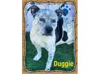 Adopt Duggie a Australian Cattle Dog / Blue Heeler