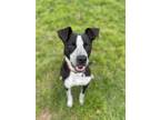Adopt Colter a Terrier