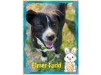 Adopt Elmer Fudd a Terrier