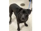 Adopt Beaux a Pit Bull Terrier