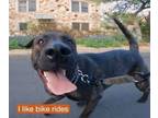 Adopt Georgie a Boxer, Labrador Retriever