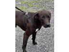 Adopt Cocoa, Agility Prospect! a Labrador Retriever