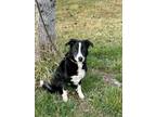 Adopt Chewie a Border Collie