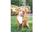 Adopt Pip in Henrico VA a Pit Bull Terrier