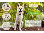 Adopt CLOVER a German Shepherd Dog