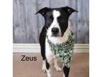 Adopt Zeus a Border Collie