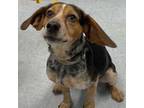 Adopt Chip a Beagle