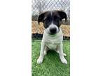Adopt Sampson *HERE IN NH* a Mixed Breed