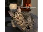 Adopt Tig a American Shorthair, Tabby