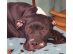 Adopt Goose a Pit Bull Terrier, Mastiff