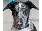 Adopt Apollo a Catahoula Leopard Dog