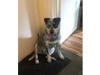 Adopt Nash a Australian Cattle Dog / Blue Heeler