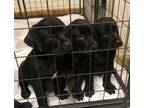 Adopt Puppies a Black Labrador Retriever