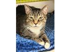 Adopt Momo a Domestic Short Hair