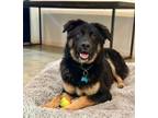 Adopt Max a Bernese Mountain Dog, German Shepherd Dog