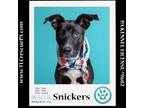 Adopt Snickers (Nougat Nuggets) 021024 a Labrador Retriever, Shepherd