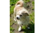 Adopt Furgus a Norfolk Terrier, Jack Russell Terrier