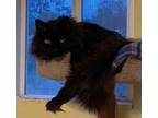 Adopt Sylvester a Domestic Medium Hair