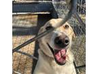Adopt Bentley a Yellow Labrador Retriever, Mixed Breed
