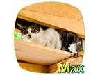 Adopt BARN CAT - Max a Domestic Short Hair