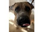 Adopt Zeus a Mastiff, Mixed Breed