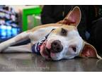 Adopt Boston a Pit Bull Terrier