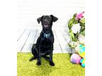 Adopt JOURO a Labrador Retriever