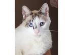 Adopt Handsome a Siamese