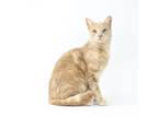 Adopt Barney a Domestic Short Hair