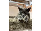 Adopt Pluto a Russian Blue