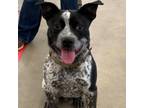 Adopt Uno a Australian Cattle Dog / Blue Heeler