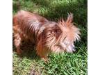 Adopt Jake Eric a Yorkshire Terrier