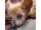 Adopt Jake Eric a Yorkshire Terrier