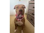 Adopt Red a Staffordshire Bull Terrier