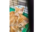 Adopt Ronan/Ren a Tabby, American Shorthair