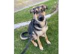 Adopt Mickey MH a German Shepherd Dog