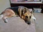 Adopt Sculley a German Shepherd Dog