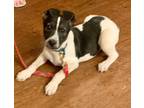 Adopt Sims - Available for Meet & Greet a Rat Terrier, Terrier