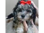 Maltipoo Puppy for sale in Colcord, OK, USA