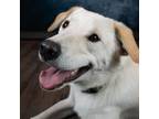Adopt Robbie a Great Pyrenees